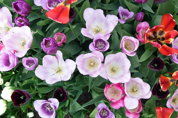 Various tulips in flower bed — Stock Photo, Image