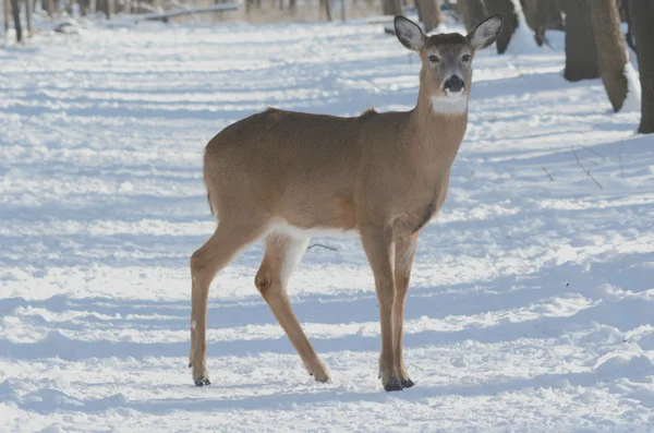 A Snow Doe Cameo — Stock Photo, Image