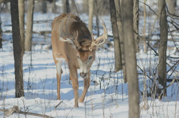 Winter Buck Movement — Stock Photo, Image