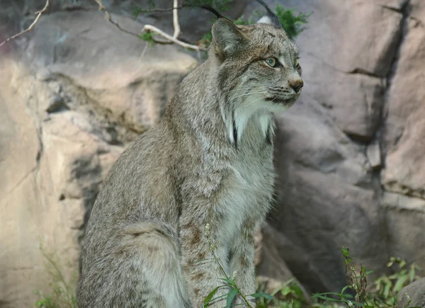 Canadá Lynx Posicionado —  Fotos de Stock