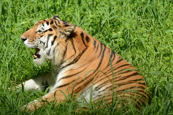 Vocalización del tigre siberiano en el zoológico de Minnesota —  Fotos de Stock