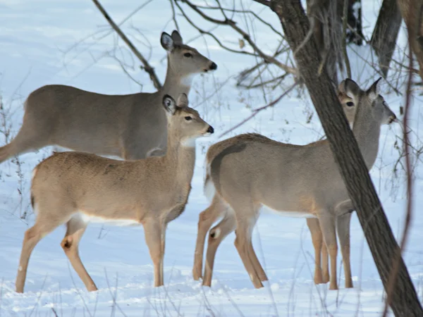 Quarteto de inverno de veados Whitetail faz — Fotografia de Stock