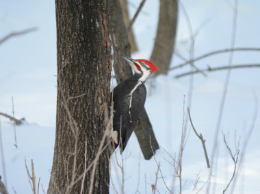 Ağaç gövdesi tırmanma pileated ağaçkakan