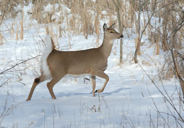 Deer Running Thru Winter Snow — Stock Photo, Image