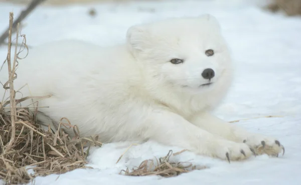 Arctic Fox se alongando no chão coberto de neve — Fotografia de Stock