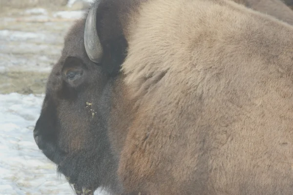 American Bison In Winter — Stock Photo, Image