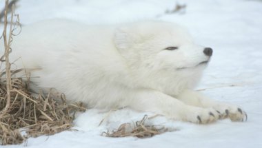 Kutup tilkisi - kış Nap uyarılma