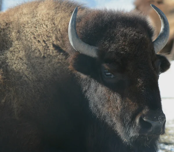 An American Bison Introspection — Stock Photo, Image