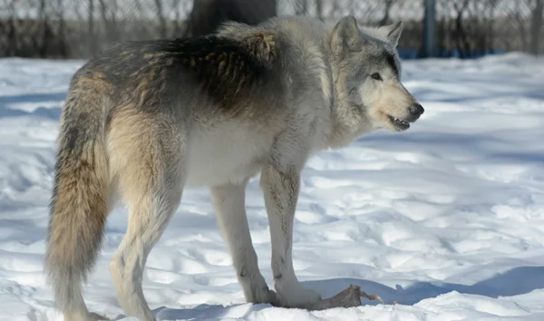 Vintern Wolf närvaro — Stockfoto