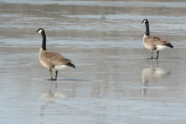 Bernaches du Canada Marcheurs sur glace — Photo