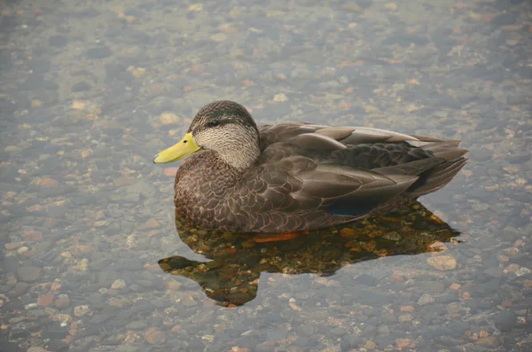 American Black Duck Resting In A Lake — Stock Photo, Image