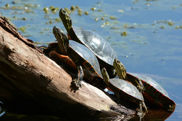 Bemalte Schildkröten sonnen sich auf einem großen Baumstamm — Stockfoto
