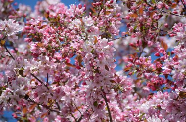 Pembe çiçekli elma çiçeği