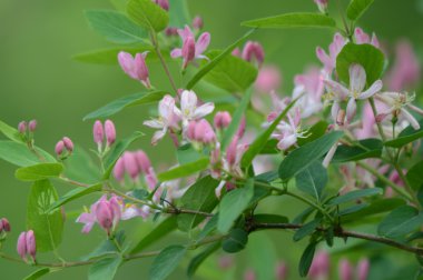 Pembe Hanımeli çiçekleri yeşil yeşillik ile