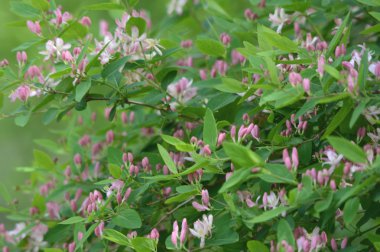 Gölgeli pembe Hanımeli çiçekleri ve yeşil bitki örtüsü