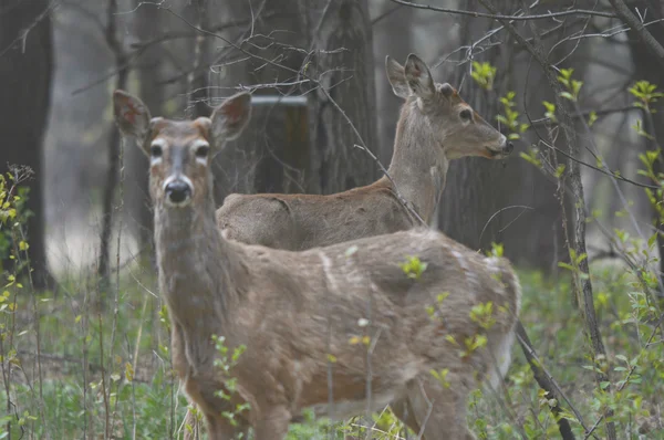 年轻的白尾鹿雄鹿在一个林地 — 图库照片
