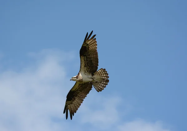 Osprey vliegroute — Stockfoto