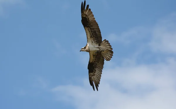 Osprey norte-americano voando através do céu brilhante — Fotografia de Stock