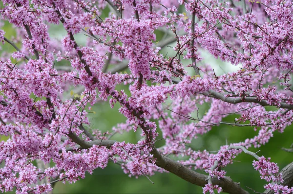 Un albero rosso fiorito della gemma — Foto Stock