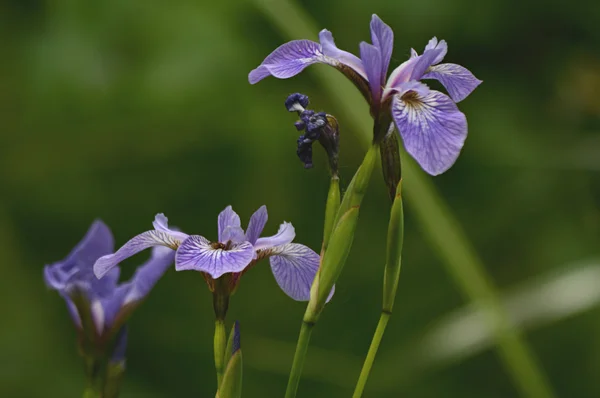 Paarse wilde Iris Blossoms — Stockfoto