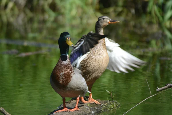 春天的早晨池塘绿头鸭 — 图库照片