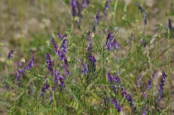 紫色のレンゲの野の花 — ストック写真