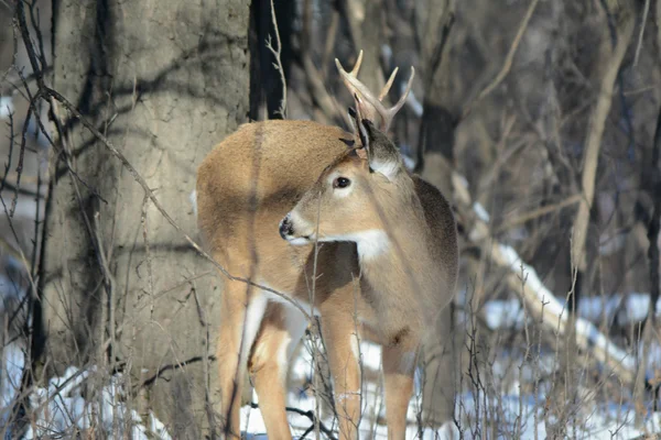Білохвостий Buck - зимовий ліс дослідження — стокове фото