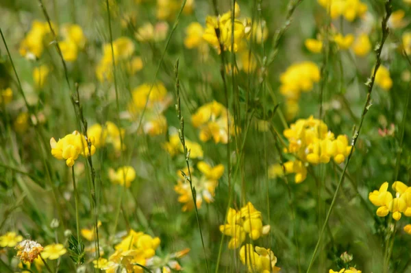 Yellow Cincquefoil Wildflowers — Stock Photo, Image