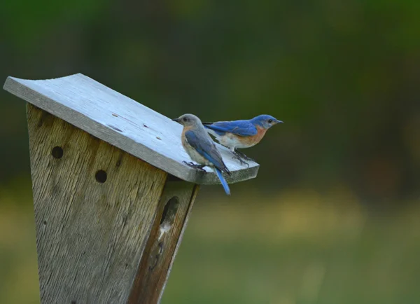 Soumrak Bluebird studovat — Stock fotografie