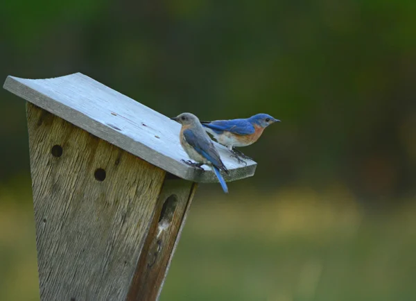 Twilight Bluebird studera — Stockfoto