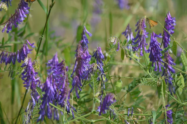 Lila Vetch Blossoms — Stockfoto