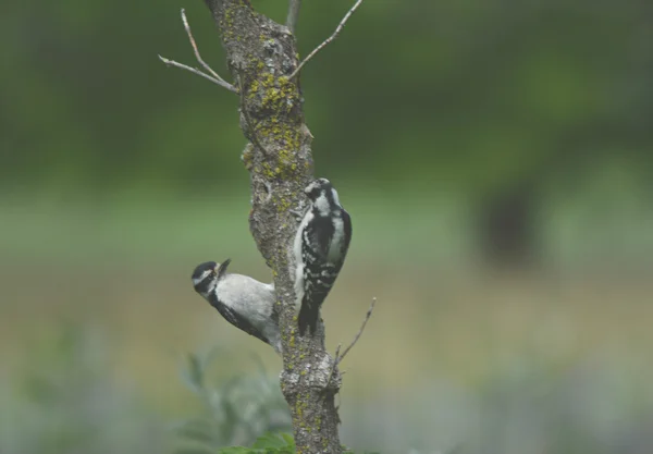 Perching hårig hackspettar — Stockfoto