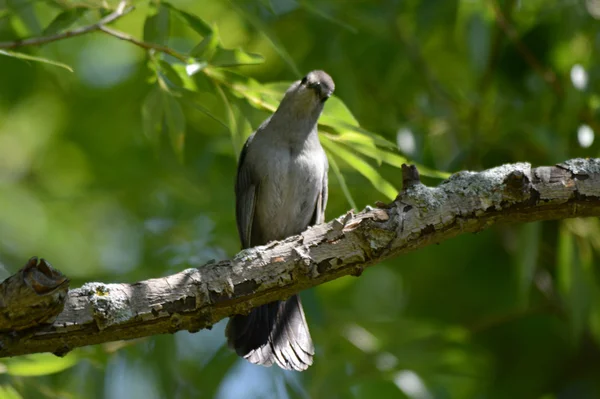 Περίεργος Catbird καμέα — Φωτογραφία Αρχείου