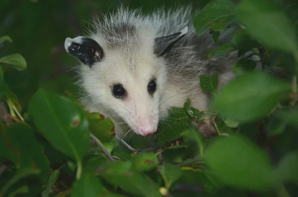 En sommar Opossum perspektiv — Stockfoto