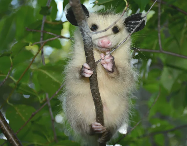 Studio estivo sul giovane opossum Foto Stock