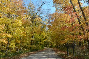 Batı Minnesota 'daki Carlos Gölü Eyalet Parkı' nda renkli sonbahar manzarası. 