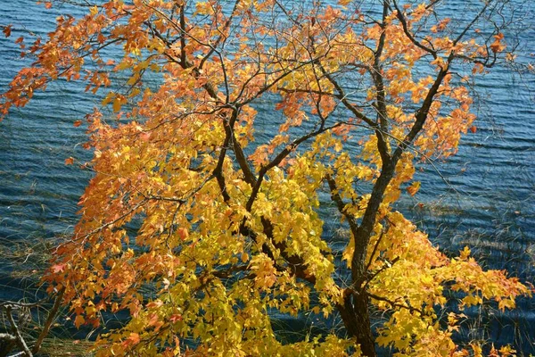 明亮的树叶与蓝色的水 明尼苏达州中西部卡洛斯湖国家公园五彩斑斓的秋叶景观 — 图库照片