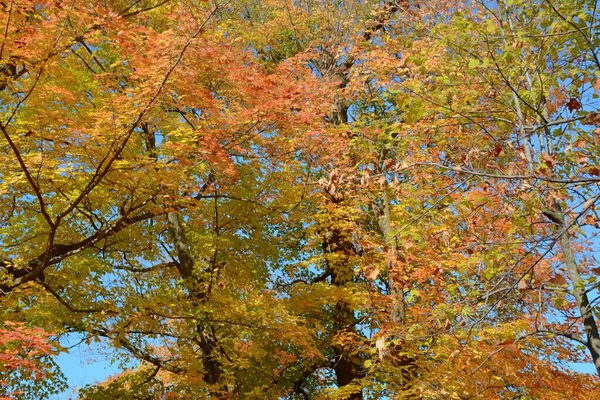 Дисплей Пиковых Осенних Цветов Листьях Кленовых Деревьев Парке Лейк Карлос — стоковое фото