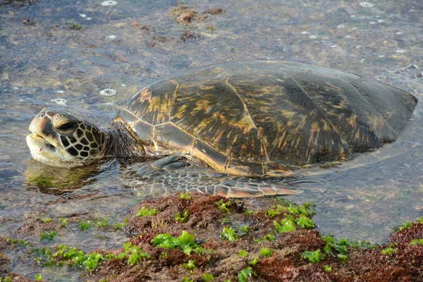 Engaging Closeup Pacific Green Sea Turtle Resting Intertidal Zone Waimea — Stock Photo, Image