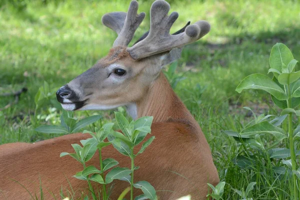 Summer Closeup Velvet Antlered Whitetail Deer Buck Alertly Resting Shaded — Stock Photo, Image