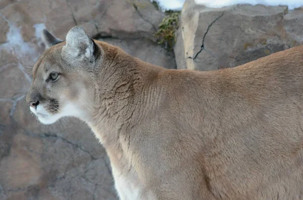 Winter Profile Closeup Adult North American Mountain Lion Fronting Rock — Stock Photo, Image