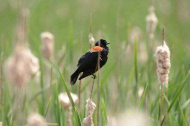 Kuzey Amerikalı bir erkek kırmızı kanatlı karatavuğun bahar esiri, kanat kuyruğu bataklık habitatına tünemiş..
