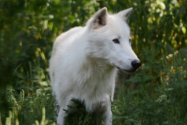 Kuzey Amerika kutup kurdunun gölgeli yaz portresi..