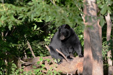 Yalnız ve genç bir siyah ayının üzerine çöken bir ormanda sessizce oturan parlak yaz manzarası..