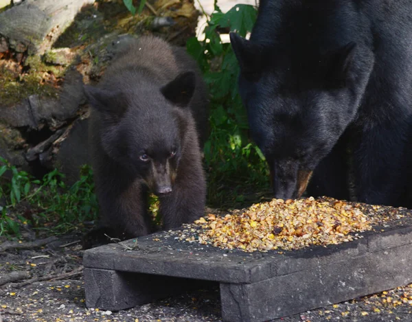 Ekspresyjne Zbliżenie Małego Czarnego Niedźwiedzia Jego Matki Więziennej Stacji Karmienia — Zdjęcie stockowe