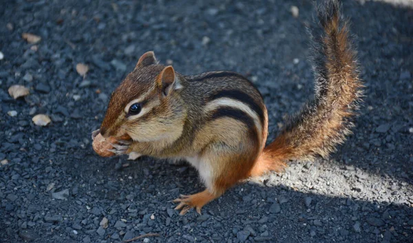 Closeup Sombreado Esquilo Oriental Alerta Comendo Amendoim Chão Cascalho — Fotografia de Stock
