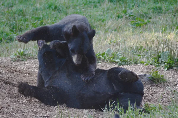 Summertime Capture Two Young Black Bears Tussling Together Weedy Meadow — Stock Photo, Image