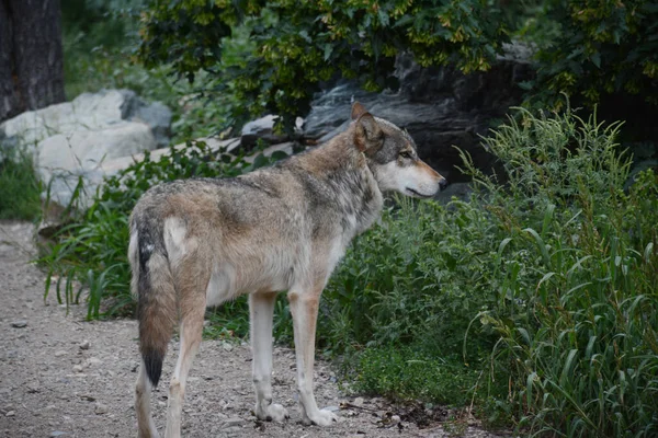 ミネソタ州北部のエリータウンシップの国際オオカミセンターで彼の生息地を調査している大人の木狼の夏の捕獲 — ストック写真