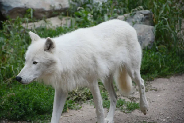 Captura Verão Lobo Ártico Branco Atravessando Seu Habitat International Wolf — Fotografia de Stock