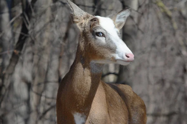 Primo Piano Primaverile Espressivo Cervo Piebald Whitetail Buck Nel Minnesota — Foto Stock